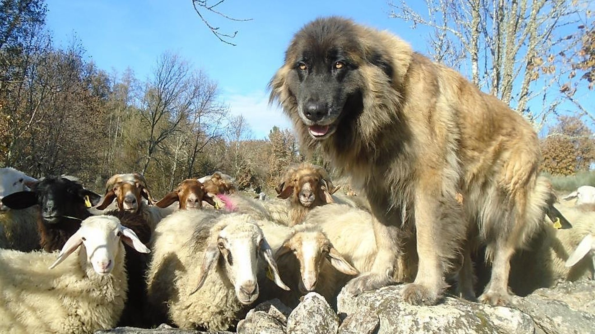 Serra da Estrela Dog